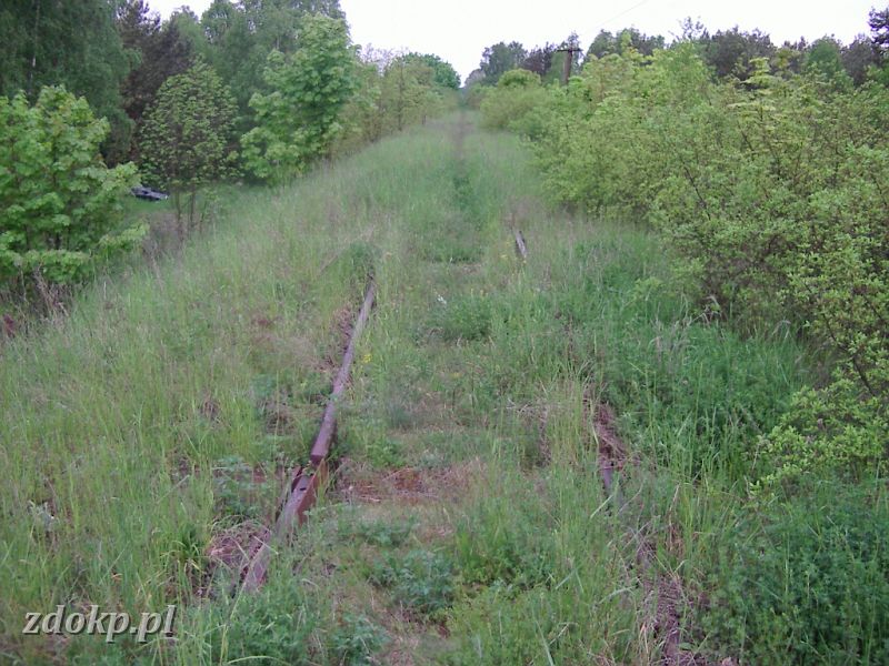 2005-05-23.106 stawiany-kiszkowo widok na slawe demontaz szyn.jpg - linia Gniezno Winiary -Sawa Wlkp., ok. 32.5 km, pkt 7A  - widok w kierunku Stawian - kolejne szyny przygotowywane do pocicia i wywozu ....
